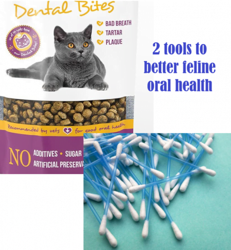 2 tools to better feline oral health
