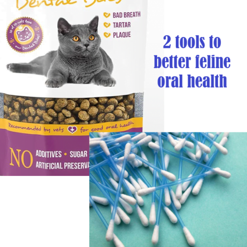 2 tools to better feline oral health