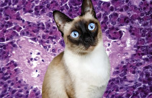 Amyloidosis in wild and domestic cats to which the Siamese is susceptible with familial inheritance as is the caracal