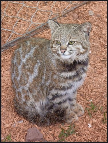 Andean mountain cat in captivity