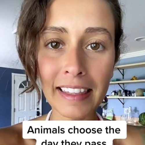 Animals choose the day they pass - Nikki Vasconez