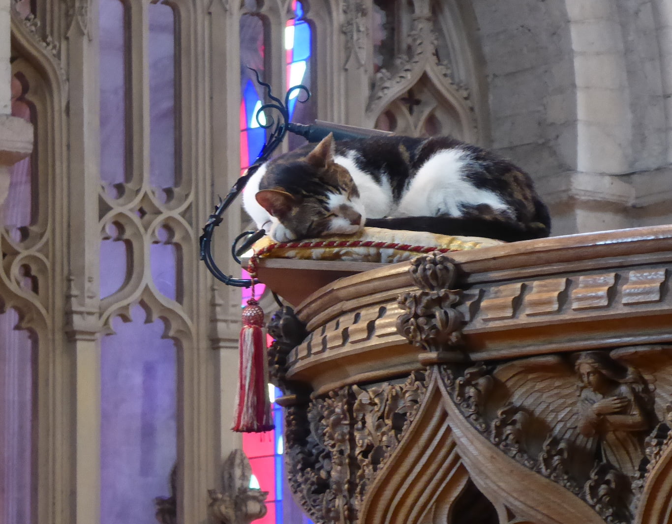 'Budge' Norwich Cathedral's cat having a snooze in the pulpit