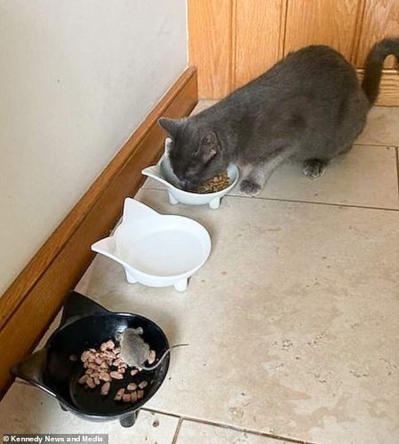 Cat shares food with a wild mouse showing no desire to attack.