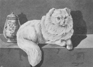 Chinese Lop-Eared cat