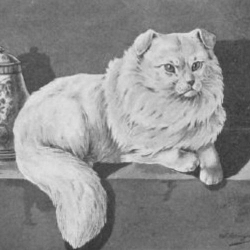 Chinese Lop-Eared cat