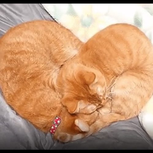 Ginger boy cats announce their mutual love in heart-shaped embrace