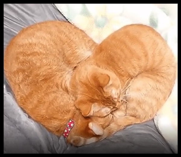 Ginger boy cats announce their mutual love in heart-shaped embrace