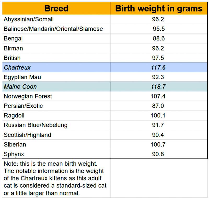 Kitten birthweight in grams for 15 breeds
