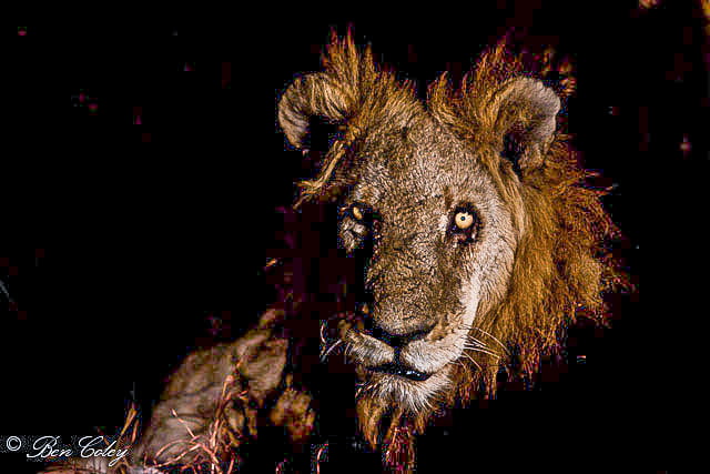 Mapogo lion