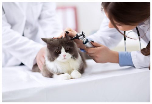 Vet inspecting cats' ear