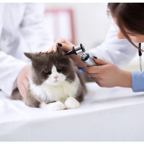 Vet inspecting cats' ear