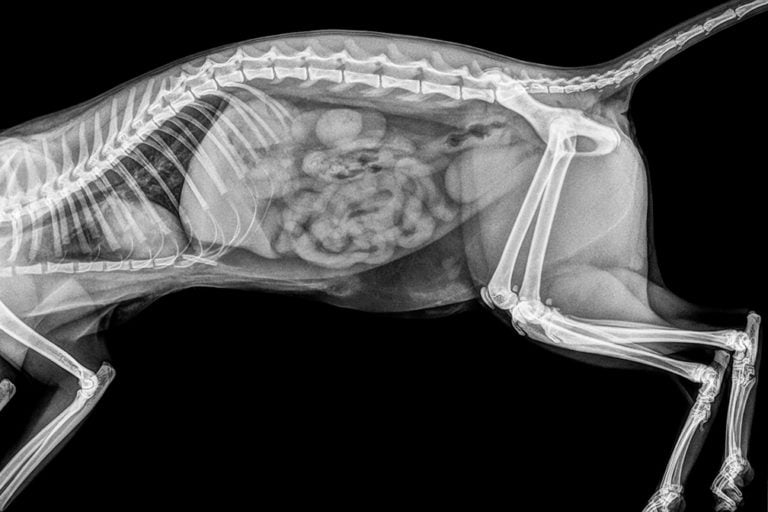Feline abdominal X-ray from Animal Clinic of Billings