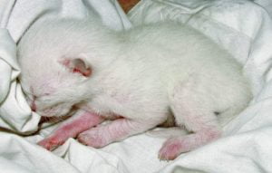 All-white Siamese kitten