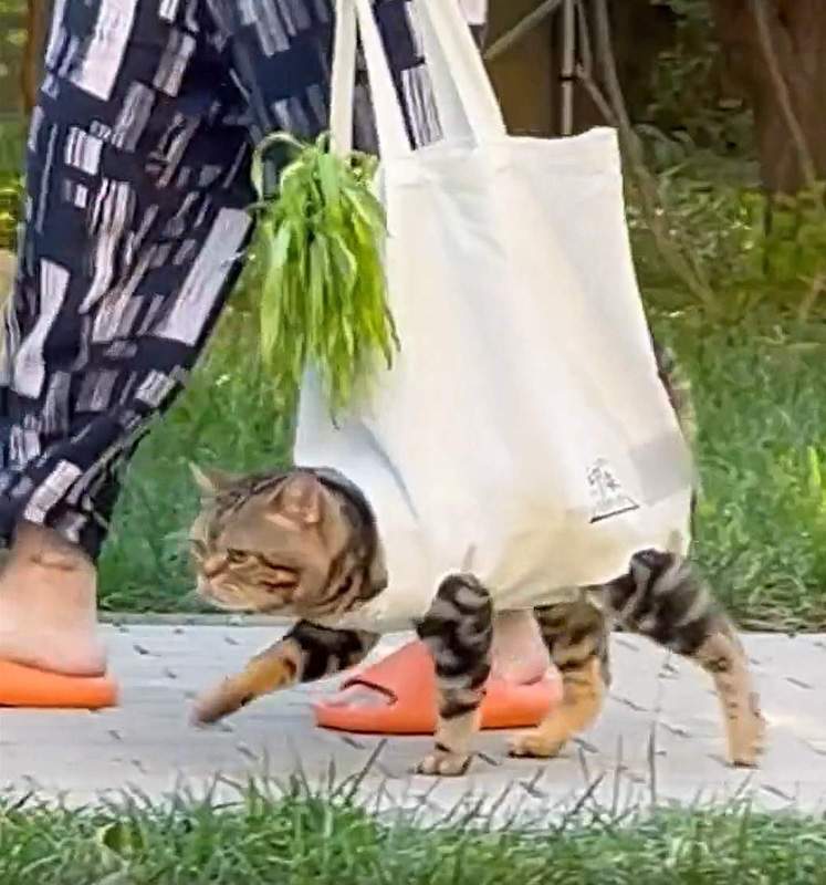 A novel way to walk a cat