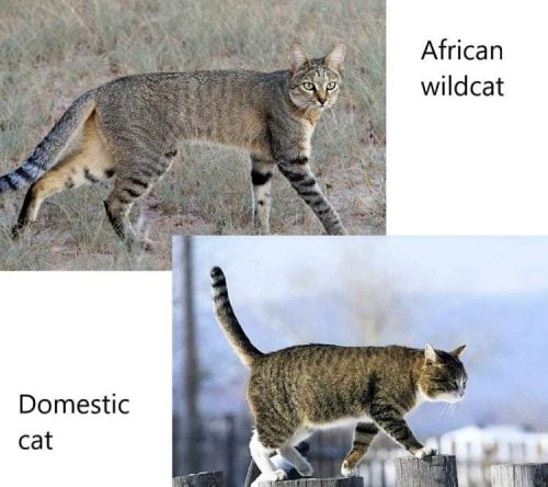 African wildcat compared with domestic cat