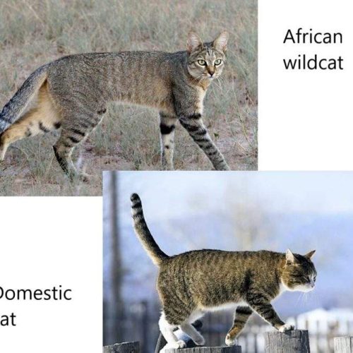 African wildcat compared with domestic cat