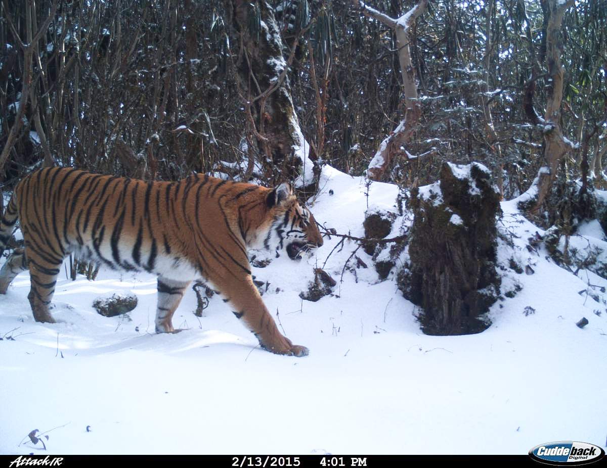 Bengal tiger in the snows of Bhutan
