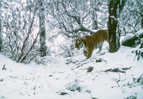 Bengal tiger in the snows of Bhutan