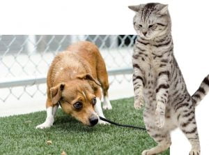 Cat dominants dog in most homes when there is hostility between them