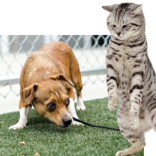 Cat dominants dog in most homes when there is hostility between them