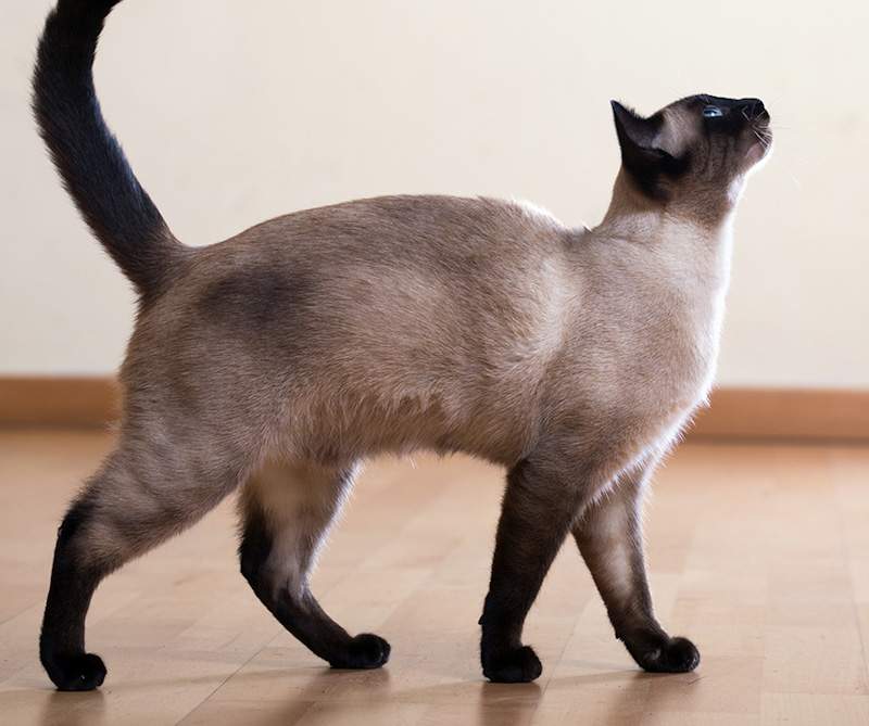 Cats are digitigrades as they walk on their toes as is beautifully illustrated in this picture of a Siamese cat
