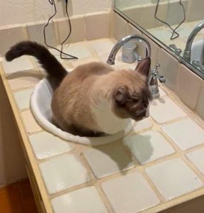 Cat pees in sink all of a sudden. Impressed or concerned?