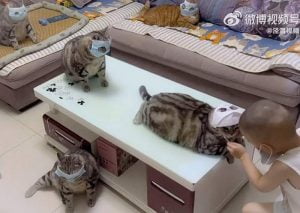 Chinese boy plays veterinarian to his cats by putting Covid masks on them
