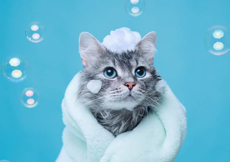Do you need to bathe your cat regularly? No. 