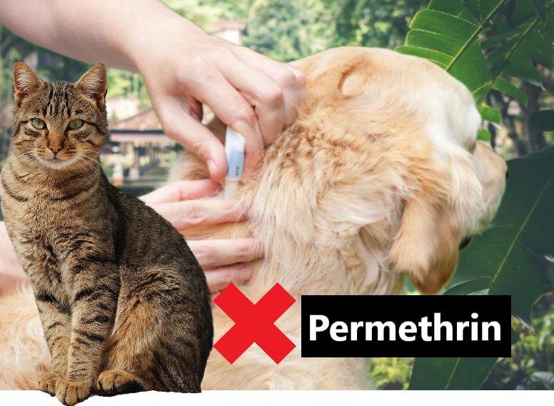 Don't use dog skin parasite treatments on cats or permethrin treatments on dogs if they live with cats