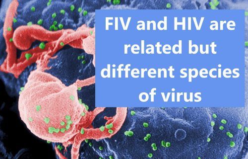 FIV and HIV are related but different species of virus