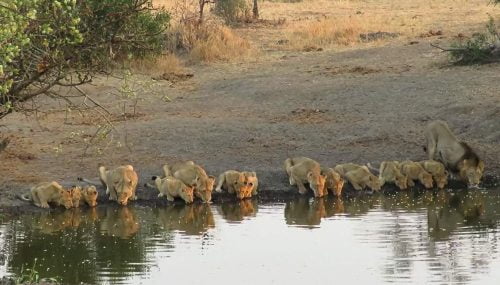 15/22 lions from a mega pride drinking at a pond