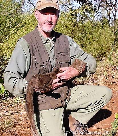 Jaguarundi carried by small cat specialist and expert Jim Sanderson PhD.