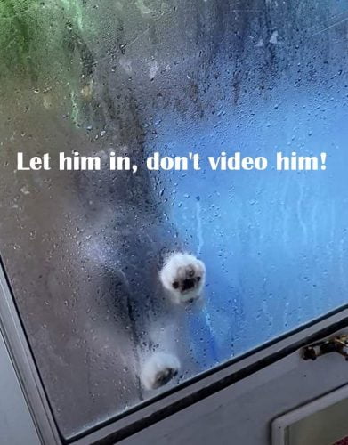 Let him in don't video him