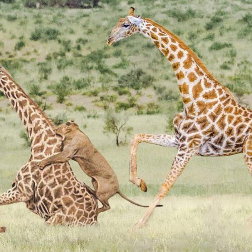 Lion attacks a young giraffe while the mother is about to intervene and save her offspring