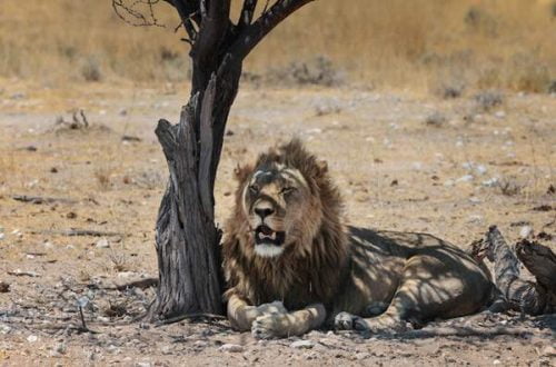 Lion with small mane seeking shelter in sparse shade while panting