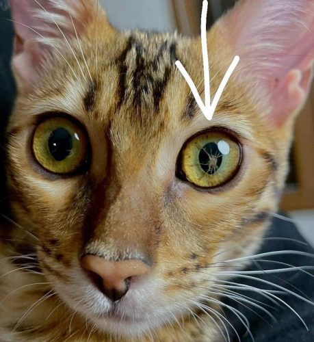 Persistent pupillary membrane in cats