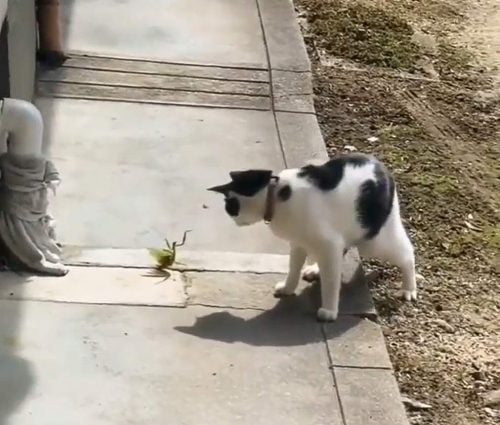 A praying mantis defends itself against a domestic cat attack