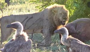 Scavengers force lions to eat prey where they kill them