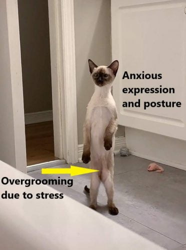 Stressed Siamese cat caused by poor cat caregiving