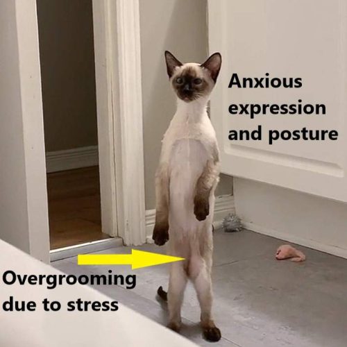 Stressed Siamese cat caused by poor cat caregiving