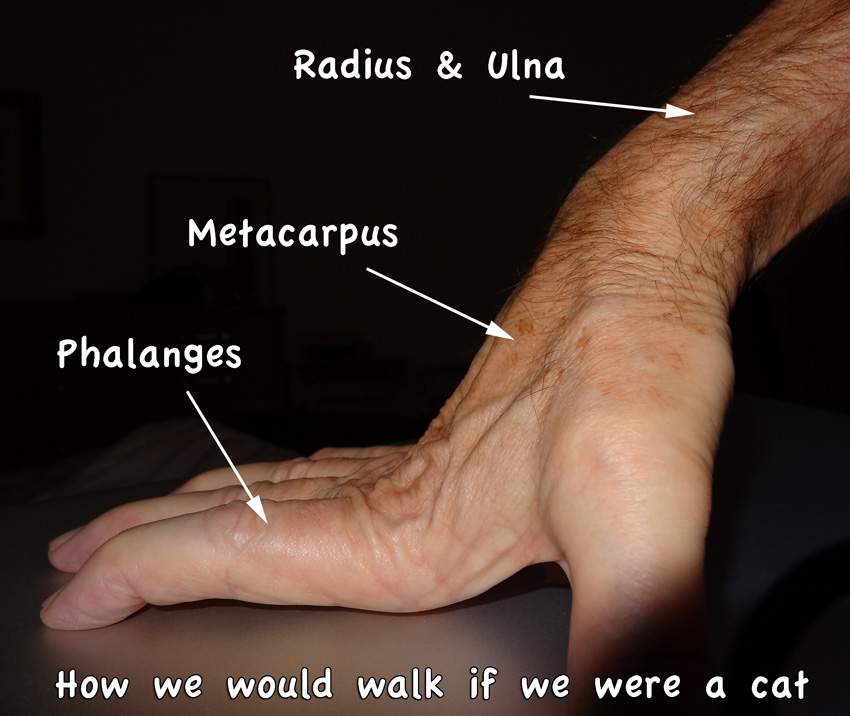Human hand being used a cat paw. Image: PoC.