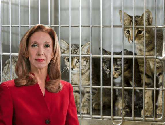 Assemblywoman Amy Paulin appears to want to kill more shelter animals rather than 'shelter' them and find homes for them