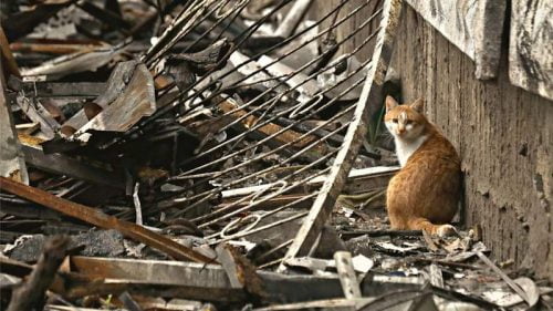 Abandoned cat in Donetsk region, Ukraine during the war