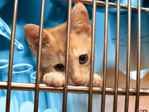 animal cruelty laws USA – PoC