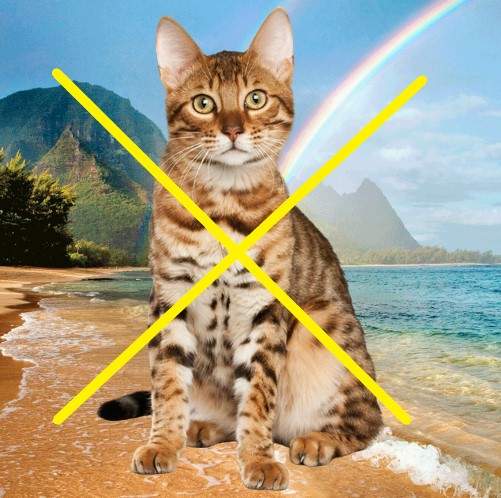 Bengal cats and other wild cat hybrids banned in Hawaii