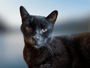 Black cat with greying fur around the muzzle in old age