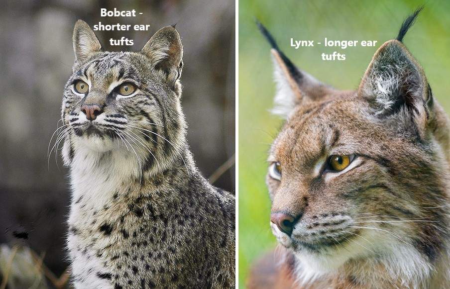 Bobcat has shorter ear tufts than the lynx
