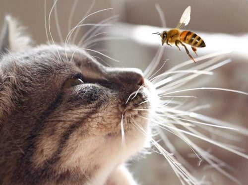 Cat watches bee