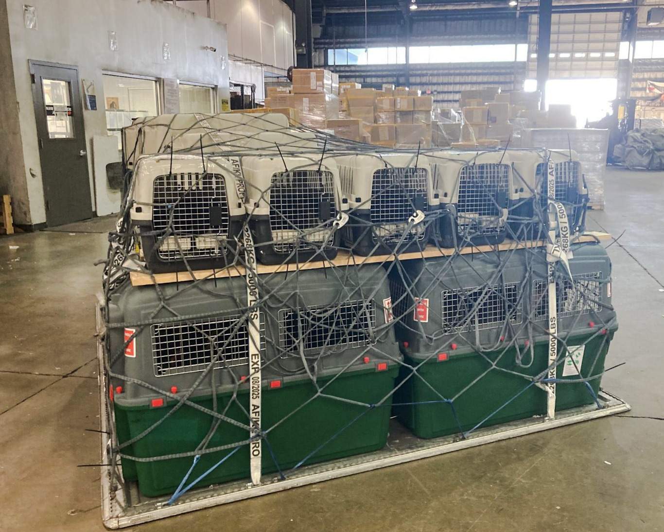 Cats rescued from war torn Ukraine and airfreighted to DC