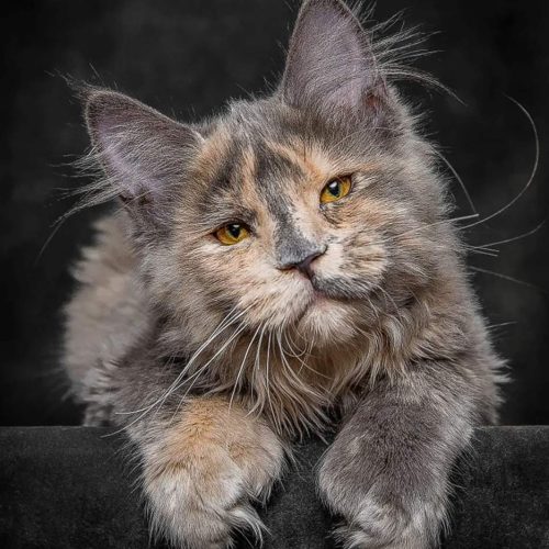Dilute tortoiseshell Maine Coon photo by Robert Sijka